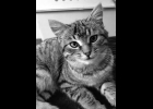 Lisa is a little beautiful tabby looking for a furever home. She’s appx. 3 months old and is spayed and up to date on vaccines. If interested call Amy at Furfest Rockin the Rescues 1-989-894-0174.