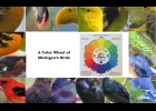 This Michigan Birds Color Wheel was used to explain how colors found on a standard Color Wheel can all be found in nature.                                    --Courtesy Photo