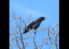 American Crow