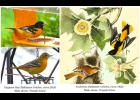 Saginaw Bay Orchard Oriole (2020). A drawing from the 1820’s of a Orchard Oriole Raven by John James Audubon