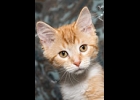 Cheyenne is still looking for a furever home. Likes dogs, cats and kids. She is spayed and up to date on vaccines.  If interested call 1-989-894-0174.
