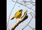 Common Yellowthroat