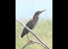 Juvenile Green Heron