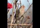 House Finch (Male)