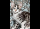 Loki is a playful, loving tabby and white boy. He’s neutered and up to date on vaccines. If you are interested in any of these cats, call 1-989-894-0174, Furfest Rockin the Rescues,  Bay City.   