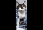 Pauline has been patiently waiting for a year to get her furever home. Call 989-894-0174.