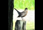 American Robin
