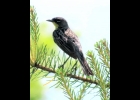 A Kirtland’s Warbler perched near the AuSable River, from a few years ago during a nature festival tour. --Courtesy Photo