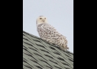 Snowy Owl