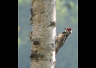 Yellow-Bellied Sapsucker