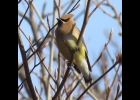 Adult Cedar Waxwing