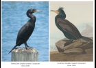 Double Crested Cormorant
