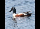 Northern Shoveler