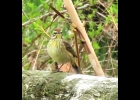 Palm Warbler