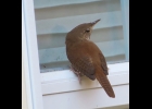 House Wren