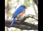 Eastern Bluebird