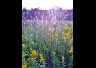 Indian Grass