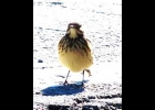 American Pipit