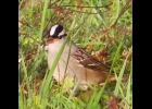 Adult White-Crowned Sparrow 