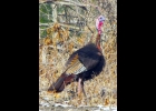 Wild Turkey (2020)